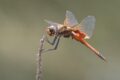 Tramea loewii (Common Glider)