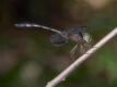 Zyxomma elgneri (Short-tailed Duskdarter)