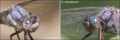 Frons-comparison_thumb.jpg
