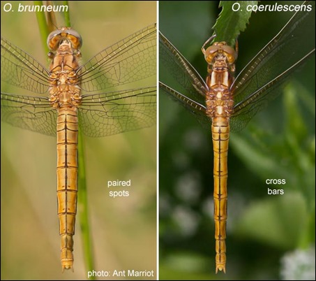 abdomen comparison