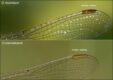 pterostigma-comparison_thumb.jpg