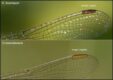 pterostigma-comparison_thumb.jpg