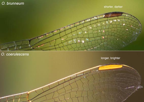 pterostigma comparison