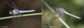 thorax-comparison.jpg