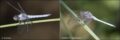 thorax-comparison_thumb.jpg