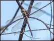 Adversaeschna brevistyla, Stanley Dam