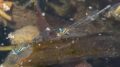 Austroagrion-watsoni-in-tandem-Beechworth.jpg