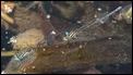 Austroagrion watsoni in tandem, Beechworth