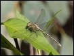 Austrogomphus guerini, Reedy Creek