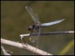 Crocothemis nigrifrons, Mount Coot-tha