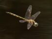 Hemicordulia-australiae-Ipswich.jpg