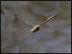 Hemicordulia-australiae-Wonga-Wetlands_thumb.jpg