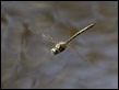 Hemicordulia australiae, Wonga Wetlands