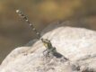 Hemigomphus-heteroclytus-Myrtleford.jpg