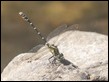 Hemigomphus heteroclytus, Myrtleford