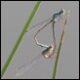 Ischnura-heterosticta-in-cop-Dubbo_thumb.jpg