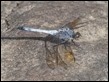 Orthetrum caledonicum, Rocky Creek