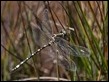 Synthemis eustalacta, Lake Catani