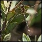 Synthemis eustalacta, Yackandandah