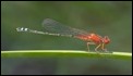 Xanthagrion erythroneurum, Nyngan