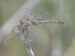 female-Diplacodes-bipunctata-Kerang.jpg