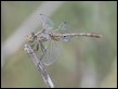 female Diplacodes bipunctata, Kerang