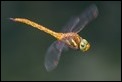 Norfolk Hawker