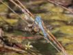 Eastern-Pondhawk-Erythemis-simplicicollis.jpg