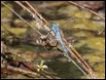 Eastern-Pondhawk-Erythemis-simplicicollis_thumb.jpg
