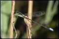 Ischnura-verticalis-Eastern-Forktail_thumb.jpg