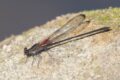 Smoky-Rubyspot-1-of-1.jpg