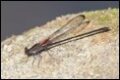 Smoky-Rubyspot-1-of-1_thumb.jpg