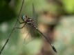 Brechmorhoga-praecox-Slender-Clubskimmer.jpg