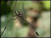 Brechmorhoga-praecox-Slender-Clubskimmer_thumb.jpg