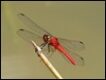 Brilliant-Redskimmer_thumb.jpg