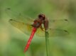 Cardinal-Meadowhawk-Sympetrum-illotum.jpg