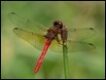 Cardinal-Meadowhawk-Sympetrum-illotum_thumb.jpg