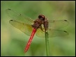 Cardinal Meadowhawk (Sympetrum illotum)