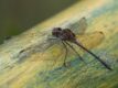 Dythemis-sterilis.jpg