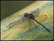 Dythemis-sterilis_thumb.jpg