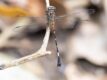 Epigomphus-tumefactus-Lowland-Knobtail.jpg