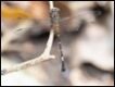 Epigomphus-tumefactus-Lowland-Knobtail_thumb.jpg