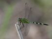 Great-Pondhawk-Erythemis-vesoculosa.jpg