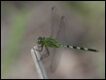 Great-Pondhawk-Erythemis-vesoculosa_thumb.jpg
