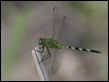 Great Pondhawk (Erythemis vesoculosa)