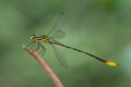 Heteragrion-majus-Mountain-Flatwing.jpg