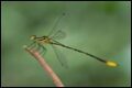 Heteragrion-majus-Mountain-Flatwing_thumb.jpg