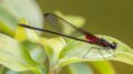 Highland-Rubyspot-Hetaerina-cruentata.jpg