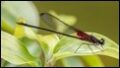 Highland-Rubyspot-Hetaerina-cruentata_thumb.jpg