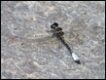 Macrothemis-pseudimitans-White-tailed-Sylph_thumb.jpg